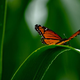 Image for article titled Complementary Colors 2